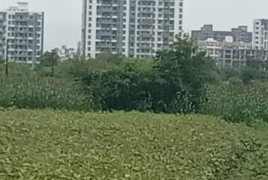 Land Available For Sale in Wagholi, Pune, Maharashtra.